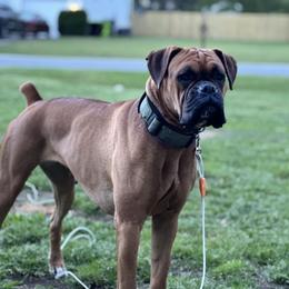 Snow - Boxer