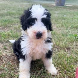 Cartier with training - Black and white male Bernedoodle puppy in Boonville, North Carolina from Doods & Dolls