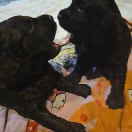 Boykin Spaniel, English Springer Spaniel, and Rat Terrier Puppies from 31 Pines Kennels