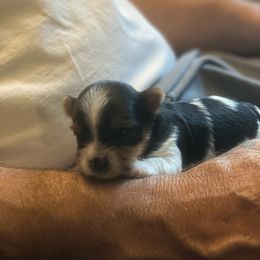 Biewer Terrier Puppies from Coastal Maine Biewer Terriers