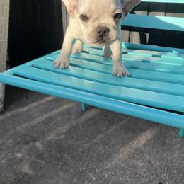 French Bulldog Puppies from Love Bundles