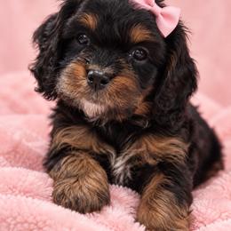 Kara - Supergirl - Tri-color female Cavapoo puppy in Austin, Texas from Haus of Doodles