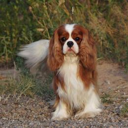 Brick - Cavalier King Charles Spaniel