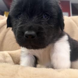 Boy 2 - male Newfoundland puppy in Brandenburg, Kentucky from Amanda's Newfoundlands