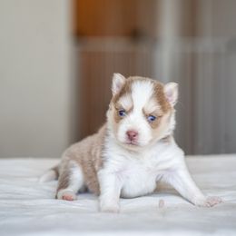 Lumi - Lavender male Pomsky puppy in San Mateo, California from The Pomsky Garden