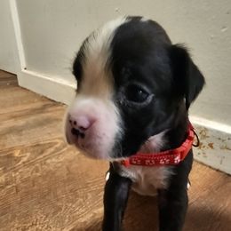 Boxer Puppies from Von Di Ludus