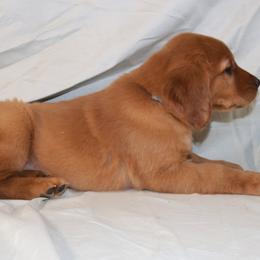 Earl - Dark golden male Golden Retriever puppy in New Weston, Ohio from Bertke AKC Golden Retrievers and Bernese Mountain Dogs