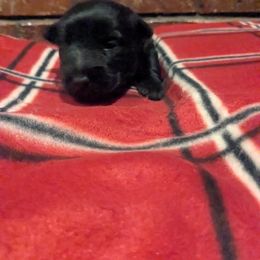 Elfie - Black male Scottish Terrier puppy in Chattanooga, Tennessee from Oodles of Cuties!