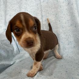 Boy 3 - Red and white male Beagle puppy in Galax, Virginia from Dells  Dachshund’s