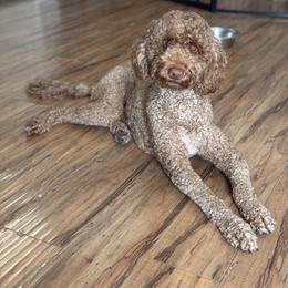 Billy Bob - Goldendoodle
