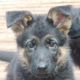 German Shepherds from Sagehill