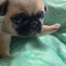 Boy 2 - Fawn male Pug puppy in Gaffney, South Carolina from Sunset Farms