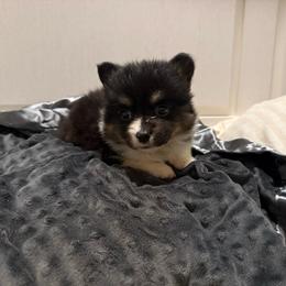 Varda - Black and tan female Pembroke Welsh Corgi puppy in Decatur, Texas from Bar S Corgis