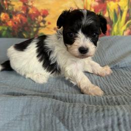 Magnum - Black & white male Maltipoo puppy in Lawrenceburg, Tennessee from LUV Poodles and Maltipoos