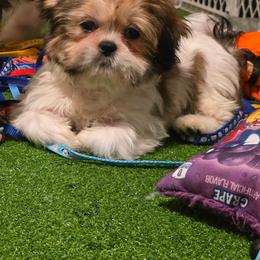 Boy 3 - Tricolor male Shih Tzu puppy in New Bern, North Carolina from Kuddly Creatures