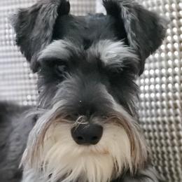 Miniature Schnauzers from Stephanie’s Schnauzers