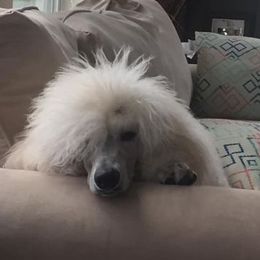 Poodles from Stephanie Zag's Poodles