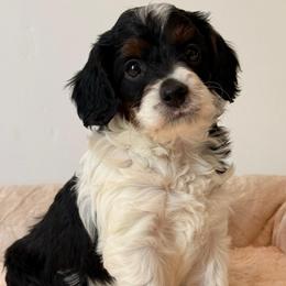 Stan - Tri-color male Cavapoo puppy in Redding, California from O’Hara  Doodles