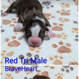 BraveHeart - Red tri-color male Australian Shepherd puppy in Squaw Valley, California from A&M Australian Shepherds