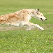 Evie - Borzoi