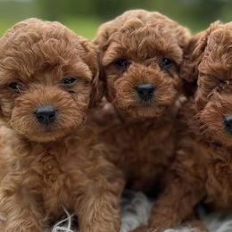 Goldendoodles from 4 Paws Mini Doodles