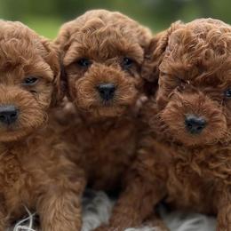 Goldendoodles from 4 Paws Mini Doodles