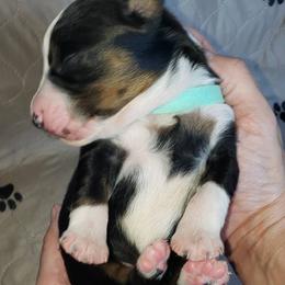 Australian Shepherd Puppies from Heaven Scent Aussies