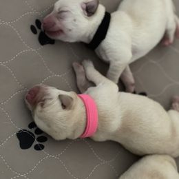 Labrador Retriever Puppies from Southern Sunshine Labradors