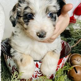 Aussiedoodle Puppies from North Mountain Doodles