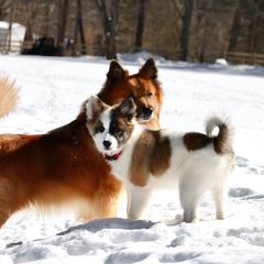 Icelandic Sheepdog Puppies from Windswept Icelandic Sheepdogs