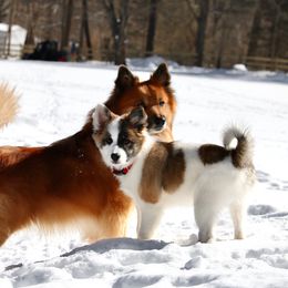 Icelandic Sheepdog Puppies from Windswept Icelandic Sheepdogs