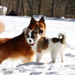 Icelandic Sheepdog Puppies from Windswept Icelandic Sheepdogs