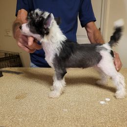 Baby - Chinese Crested