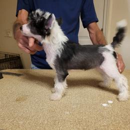 Baby - Chinese Crested