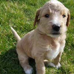 Goldendoodle Puppies from Masondixondoodles