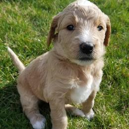 Goldendoodle Puppies from Masondixondoodles