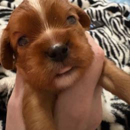Pink girl - Ruby female Cavalier King Charles Spaniel puppy in Melbourne, Florida from Majestic Cavaliers of Melbourne FL