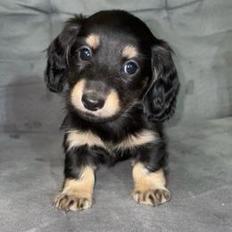 Rip (PET ONLY) - Black and cream male Dachshund puppy in Goldthwaite, Texas from Mini Mama Dachshunds
