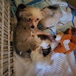 Chinese Crested and Shih Tzu All Grown Up from Wuppie Tree House
