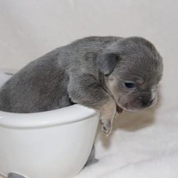 French Bulldogs from Lilith's French Bulldogs