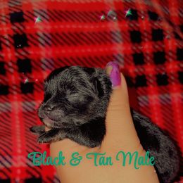 Black and Tan - Black and tan male Pomeranian puppy in Albany, Oregon from Purrs N Poms