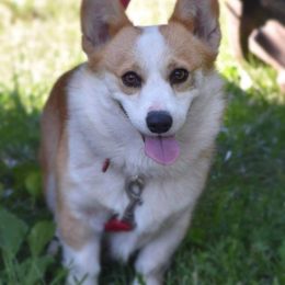 Mable - Pembroke Welsh Corgi