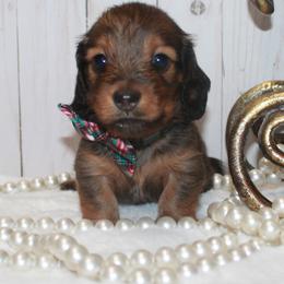 Boy 2 - Red male Dachshund puppy in Collins, Georgia from Liberty Longhair Dachshunds