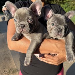French Bulldog Puppies from Cosofme Frenchies
