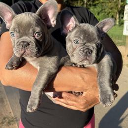 French Bulldog Puppies from Cosofme Frenchies