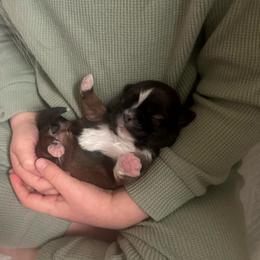 Girl 1 - Red and white female Shih Tzu puppy in Autryville, North Carolina from Carter Family Retrievers