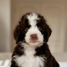 Ramen - Brown and white male Bernedoodle puppy in Maricopa, Arizona from Desert Ridge Doodles