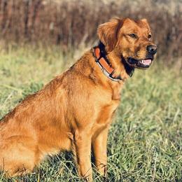 Golden Retrievers from Allegheny River Retrievers