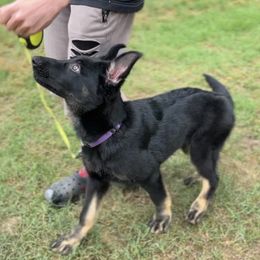 German Shepherd Puppies from Paws Of Germany