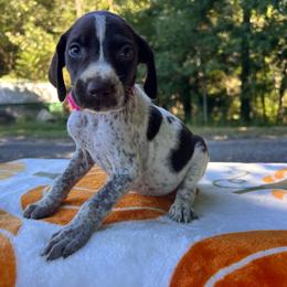 Moana - Liver and white female German Shorthaired Pointer puppy in Dugspur, Virginia from Pilgrims Trails Shorthairs